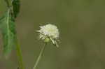 Clustered bushmint